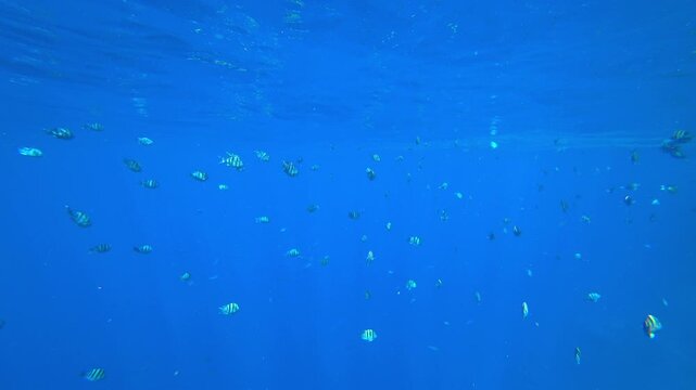 school of fish swims in the blue sea