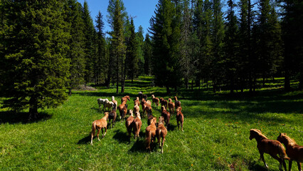 A herd of beautiful domestic horses running away into a dense pine forest on a green mountain meadow in Altai. © OlTarakanov