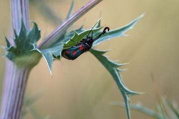 Polilla gitana de cinco puntos Zygaena trifolii descansando en letargo bajo la hoja espinosa de un cardo corredor en la naturaleza, Bocairent, España © Diego Cano Cabanes