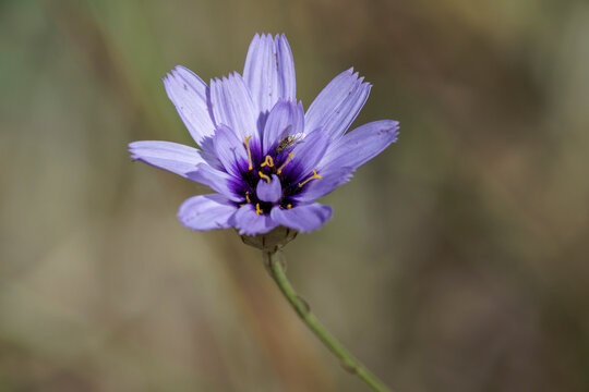 Peque&ntilde;a mosca bomb&iacute;lido del g&eacute;nero Usia aliment&aacute;ndose en una flor de hierba cupido en un ecosistema natural, Bocairent, Espa&ntilde;a
