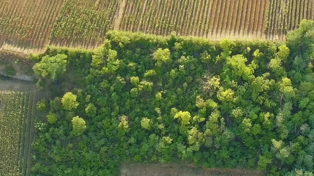 Aerial view green forest patch bordering vineyard rows Alsace landscape viticulture