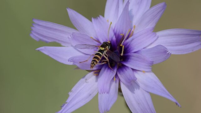 S&iacute;rfido Sphaerophoria scripta polinizando una flor de hierba cupido filmado en c&aacute;mara lenta 4k en la naturaleza, Bocairent, Espa&ntilde;a