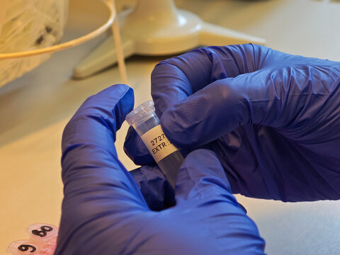 Laboratory technician applying identification label to microcentrifuge tube for food sample traceability and DNA extraction workflow