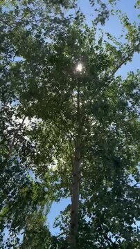Birke (Betula pendula) im starken Wind mit Sonnenstrahlen | Hochformat - Sich im Wind bewegende Birke mit durchscheinender Sonne und blauem Himmel. Atmosph&auml;rische Naturaufnahme voller Dynamik 
