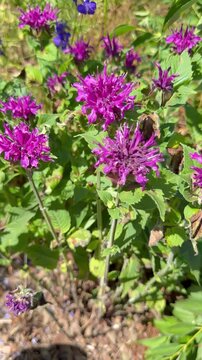 Bl&uuml;hende Indianernessel (Monarda didyma) im Sommergarten | Hochformat - Nahaufnahme der leuchtend rosa Bl&uuml;ten der Indianernessel (Monarda didyma) im sommerlichen Naturgarten mit nat&uuml;rlichem Licht.