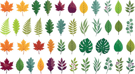 Collection of colorful autumn and summer tree leaves vector set with maple oak monstera fern for seasonal nature graphic design © ALOMGIR