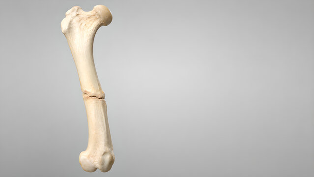 Cat bone fracture healing veterinary medical 3D render showing fine fracture line and early callus formation on feline long bone for animal healthcare, orthopedic education, patient information design