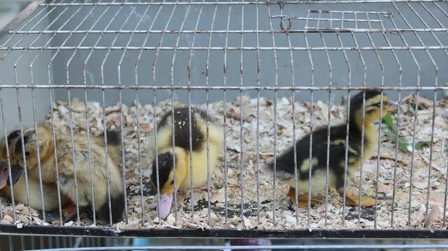 Young Yellow Ducklings Breed in Cage at Poultry Farm