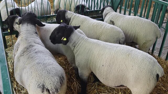 Flock of Black Head Sheep Breed in Enclosure at Animal Farm