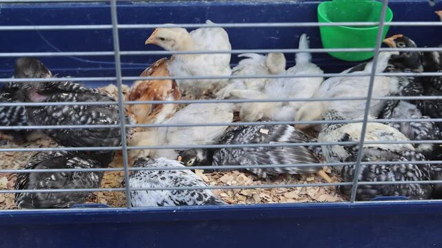 Group of Young Hybrid Broiler Chickens Hens in Cage at Poultry Farm