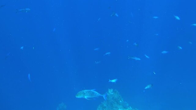 school of fish swims in the blue sea