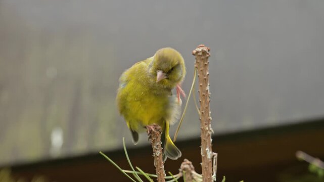 European greenfinch (Chloris chloris) chirping on a branch