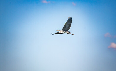 Obraz premium Wild bird portrait captured in natural habitat with detailed feathers
