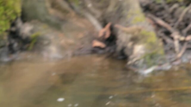 common chiffchaff (Phylloscopus collybita) jumping and flying at a creek