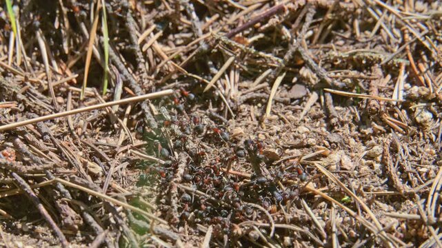 Ants swarming on an anthill in slow motion