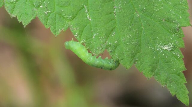 caterpillar on a leaf beeing disturbed from an ant walking by