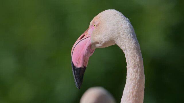 pink flamingo detail potrait eye tracked