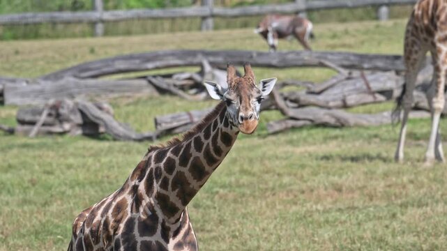 Nubian giraffe (Giraffa camelopardalis camelopardalis) portrait standing