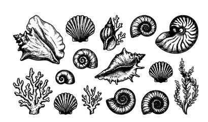 Hand Drawn Seashells and Coral Reef Vector Illustration Set Featuring Scallops Conches Nautilus and Seaweed in Vintage Linocut Engraving Style © Hosneara