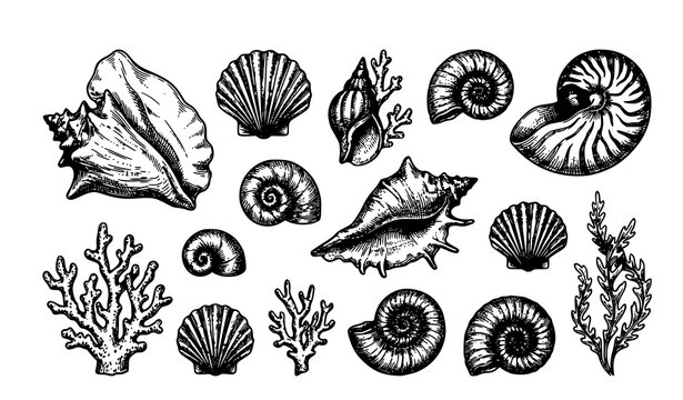 Hand Drawn Seashells and Coral Reef Vector Illustration Set Featuring Scallops Conches Nautilus and Seaweed in Vintage Linocut Engraving Style