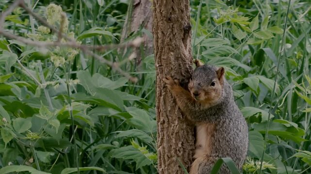Eastern gray squirrel on tree while searching for food in a natural park environment. Small wild mammal captured outdoors during spring in a peaceful setting.