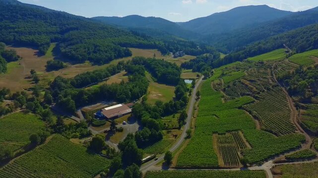 vineyard rows rolling hills valley Alsace landscape culinary arts