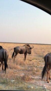 POV shot spotting wildebeest while driving around Etosha National Park in Namibia.