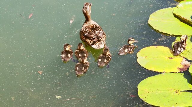 Mother duck guiding ducklings swimming near green lily pads on calm pond with natural sunlight