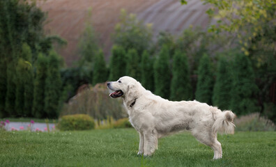 Fototapeta premium Golden Retriever Standing in Profile on Green Natural Background
