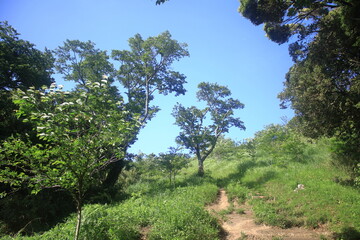 仙元山 © yossan.my
