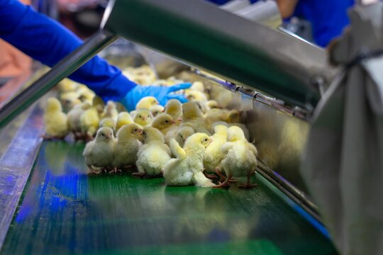 Close-up of newly hatched yellow chicks moving along a conveyor belt inside a modern commercial hatchery. The chicks are being transported through the hatchery process before health inspection, sortin