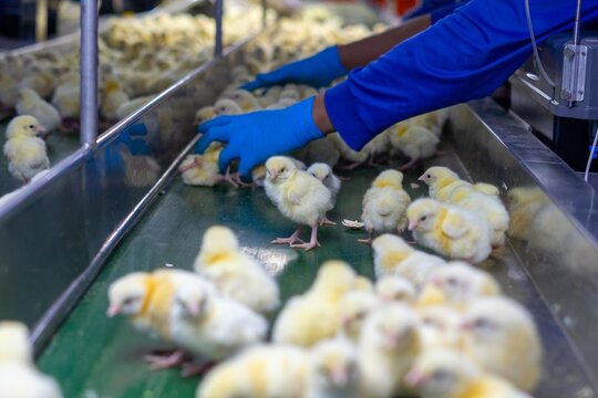 Close-up of newly hatched yellow chicks moving along a conveyor belt inside a modern commercial hatchery. The chicks are being transported through the hatchery process before health inspection, sortin