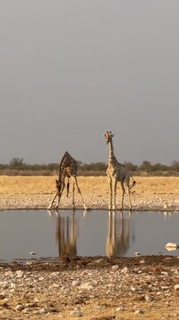 Two giraffes drink from a waterhole in Etosha National Park, Namibia.	