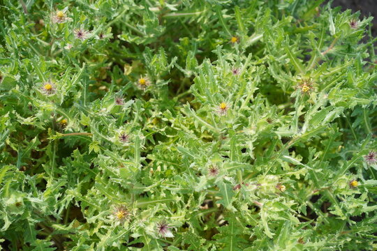 Dichter Bestand von Benediktenkraut (Centaurea benedicta) mit stacheligen Bl&auml;ttern und Bl&uuml;tenknospen