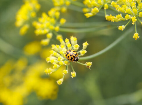 22-spot ladybird on fennel blossom, close up. Yellow and black spotted ladybug feeding on powdery mildew. Natural biological control agent in garden. Psyllobora vigintiduopunctata. Selective focus.
