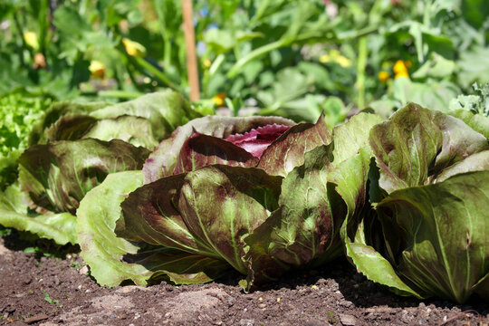 Radicchio growing in garden with defocused vegetable background. Low angle view. Row of radicchio head, round with green and red leaves. Italian chicory, red chicory, or red endive. Selective focus.
