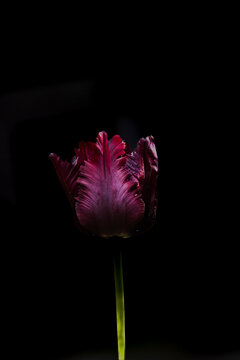 magnifique tulipe rouge bordeaux 