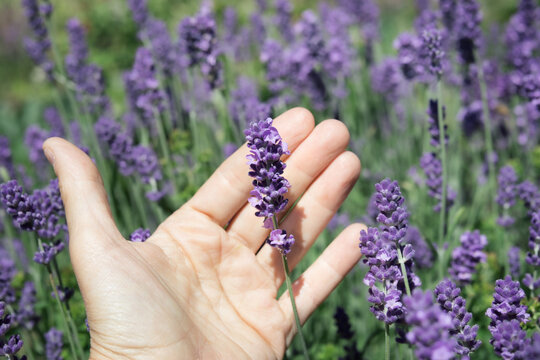English lavender in garden. Hand inspecting the flower head spike. Summer garden background. Purple flower lavender field. Essential oil and aromatherapy concept. Selective focus.