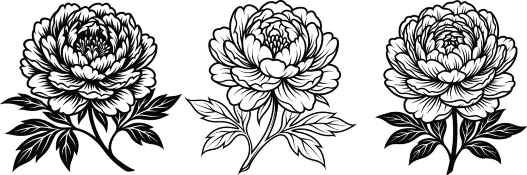 Botanical Peony Flower Vector Bundle.