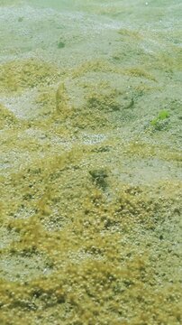 Small Hermit Crab or South-Claw Hermit Crab (Diogenes pugilator) moves along sandy bottom, cascade of small bubbles rise to upward from golden-brown colony of microalgae that synthesizes gas