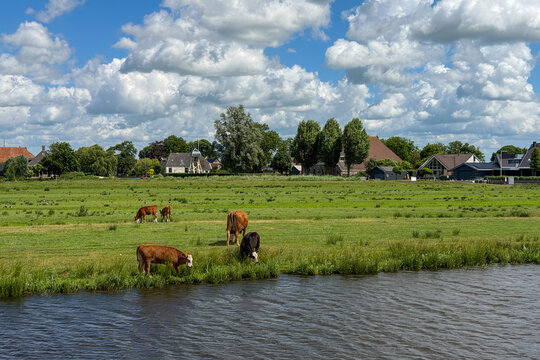 K&uuml;he grasen auf friesischer Weide am Wasser, Joure, Friesland, Niederlande
