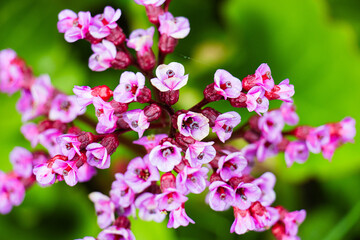 magnifique petit bouquet pris en macro © ingrid