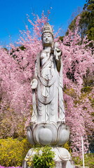 Obraz premium Elegant Stone Kannon Statue Surrounded by Cherry Blossoms in Japan