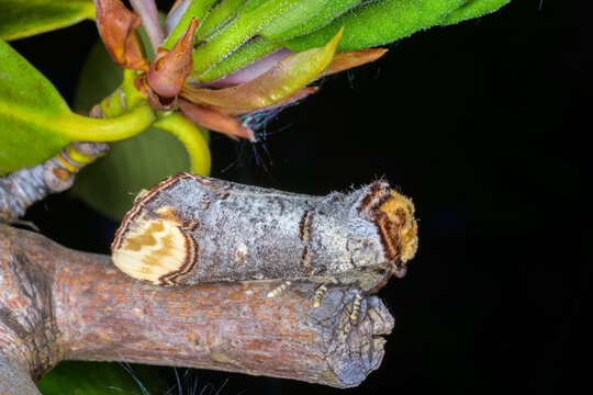A Buff-tip moth (Phalera bucephala) camouflagued on a branch surreounded by green leaves in a garden in Wakefield, West Yorkshire. 