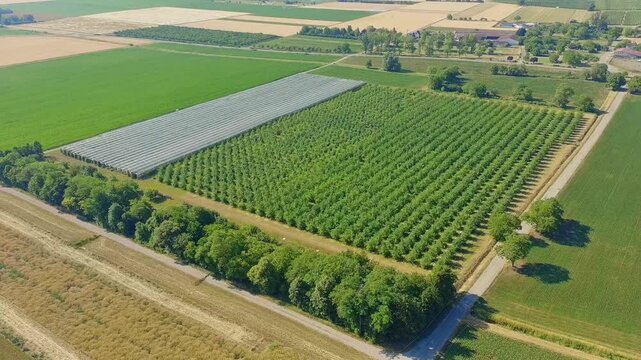 aerial orchard rows green vineyard fields Alsace France agricultural landscape farming
