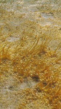 Brownish coating on sand seabed with golden brown capsules containing tiny gas bubbles, this colony of single-celled algae swaying in water current. Colonial form of microalgae producing gas, close-up
