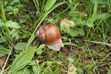 Detailed macro view of a Roman snail surrounded by moss, fresh grass and woodland vegetation. Natural wildlife scene showing a land mollusk in a healthy forest ecosystem. © Olha