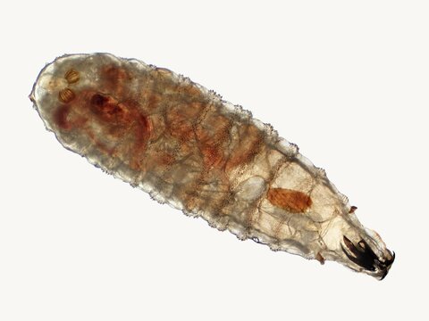 Photomicrograph of a secondary screwworm (Cochliomyia macellaria) larva wet mount. Commonly called a maggot or flesh fly and a parasite of livestock. Magnification is 50x.