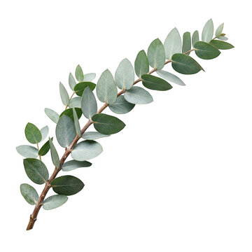 A sprig of eucalyptus leaves on a white background  fresh green foliage for design and decoration transparent background
