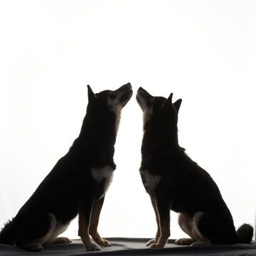 Two black Shiba Inu dogs sit in silhouette against a bright studio setup. The minimalist composition creates a graphic and artistic pet portrait.